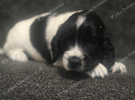 Cocker spaniel puppies*