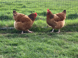 Buff Sussex hatching eggs &pound;3 each