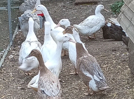Indian Runners & Crested 9 weeks