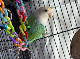 Lovebirds