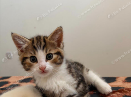 2 beautiful kittens for sale