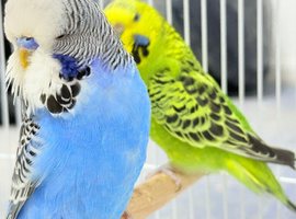 budgies pair& cage