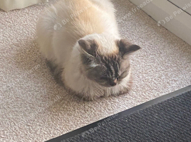 Gorgeous Ragdoll 7 Years Old Girl Vet Chkd an Vaccinated