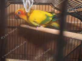 Sun Conure