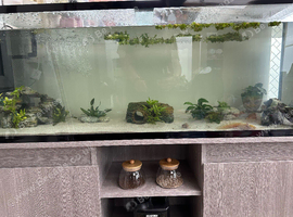 1x Male & 1x Female Axoltols with 182L Tank