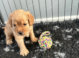 Cavapoo health tested parents