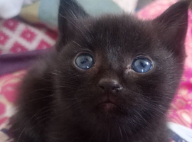 ORIENTAL BENGAL X ASIAN MAU KITTENS 1 GIRL LEFT both parents can be seen
