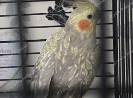 Female pearl cockatiel