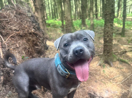 Blue Staffordshire bull terrier for stud