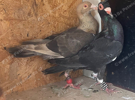 A pair of pigeons