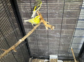 To Canary, no cage