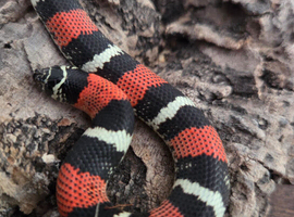 Tri Colour Hognose Snake