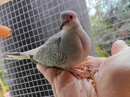 Diamond Doves