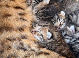 Bengal x kittens