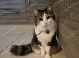 Main Coon Mix - Male