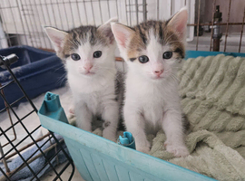 3 tabby and white kittens