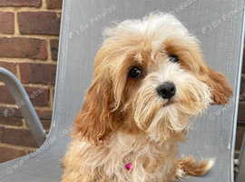 Beautiful cavapoo pups ready to leave