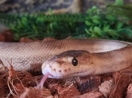 Female Ball Python and Viv