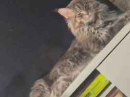 Main coon female