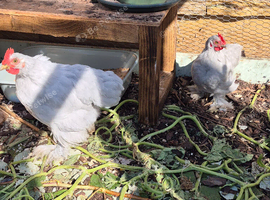 Lavender Pekin Bantams