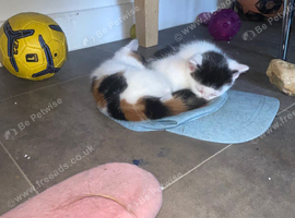 Kittens