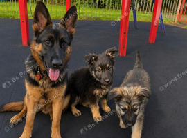 Two German shepherd puppies for sale