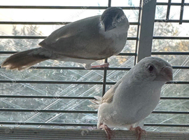 Silver Bill Pairs