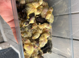 Baby button quail