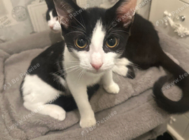 Kitten 4 month old boy