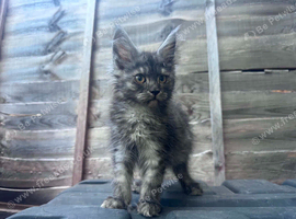Maine coon kitten readdy to leave free delivery.