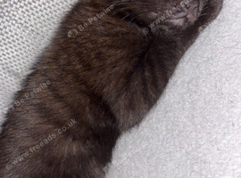 Male kitten