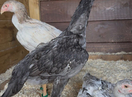 2x Blue O shamo pullets