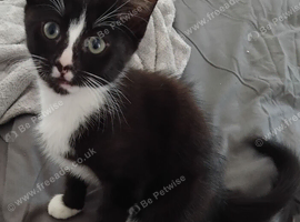 Kittens for sale