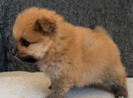 Pomeranian puppies