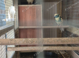 bonded cream pair of kakarikis