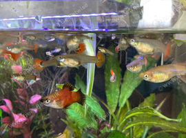 Guppies