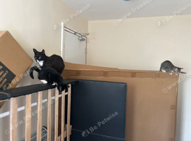 2 beautiful kittens left