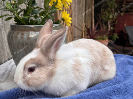 Lovely 5 months old male baby rabbit