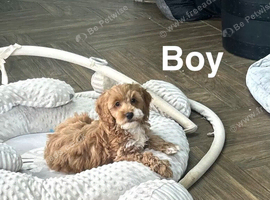 Lovely girls and boys cockapoo ready now