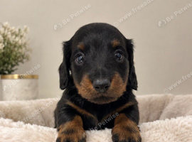 Last LONG HAIRED Black and Tan boy