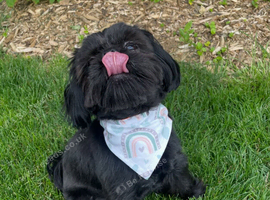 12 Months Old Shih Tzu