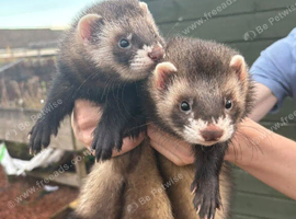 X2 European Polecat Bandit + Clyde 18-20weeks