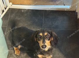 Long haired miniature dachshund