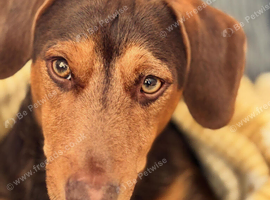 Dachshund mix