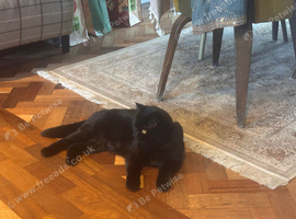 2 YO British Shorthair Male