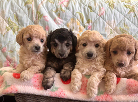 Extensively Health Tested kc toy poodle puppies