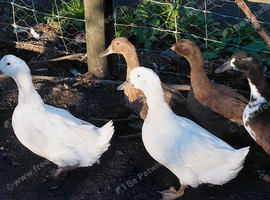 Female Ducks