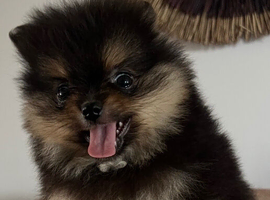 Pomeranian puppies - true to type - Black & Tan Chocolate caramel