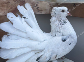 Indian Faintail male for sale