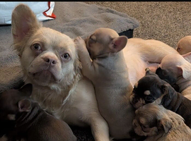 Unbelievable litter of 11 French Bulldogs